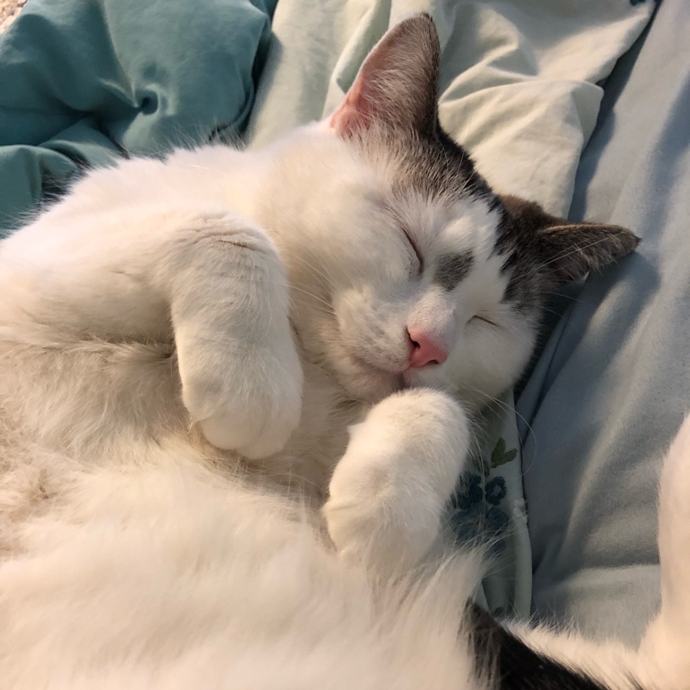 Meet your Posher, Dana